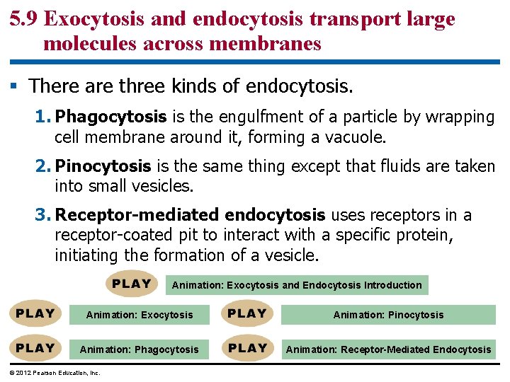 5. 9 Exocytosis and endocytosis transport large molecules across membranes § There are three