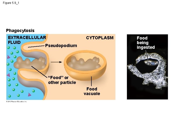 Figure 5. 9_1 Phagocytosis EXTRACELLULAR FLUID Pseudopodium CYTOPLASM “Food” or other particle Food vacuole