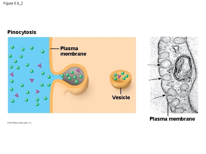 Figure 5. 9_2 Pinocytosis Plasma membrane Vesicle Plasma membrane 