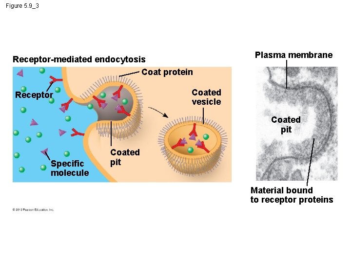 Figure 5. 9_3 Receptor-mediated endocytosis Coat protein Plasma membrane Coated vesicle Receptor Coated pit
