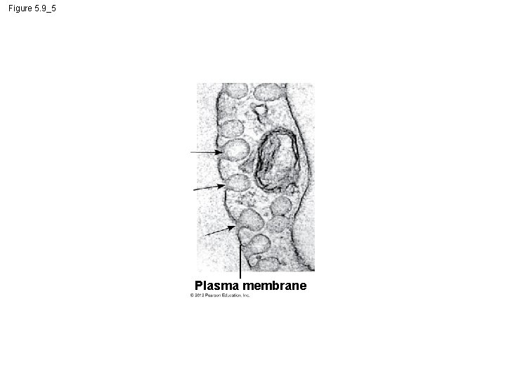 Figure 5. 9_5 Plasma membrane 
