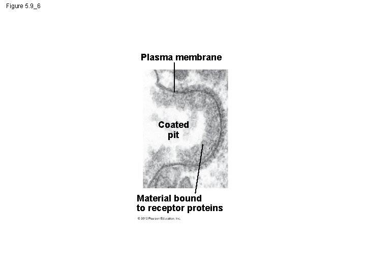 Figure 5. 9_6 Plasma membrane Coated pit Material bound to receptor proteins 