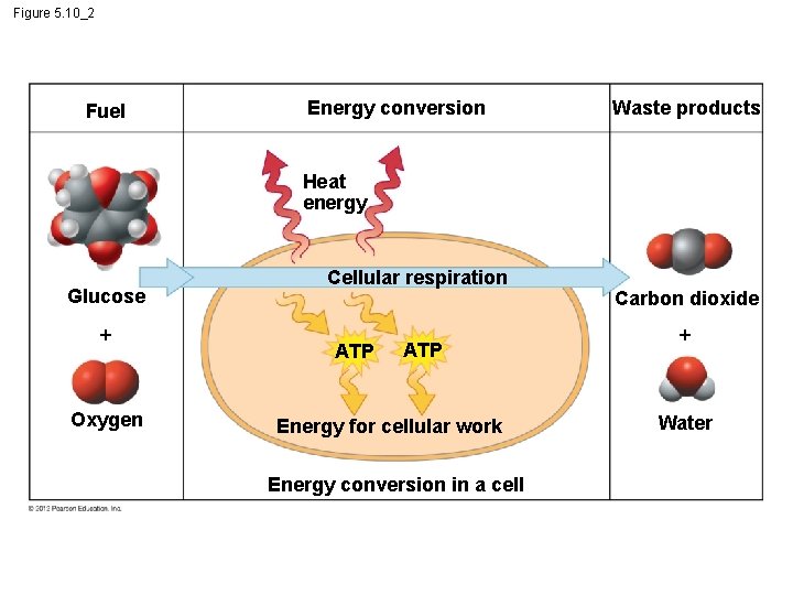 Figure 5. 10_2 Fuel Energy conversion Waste products Heat energy Glucose Oxygen Cellular respiration