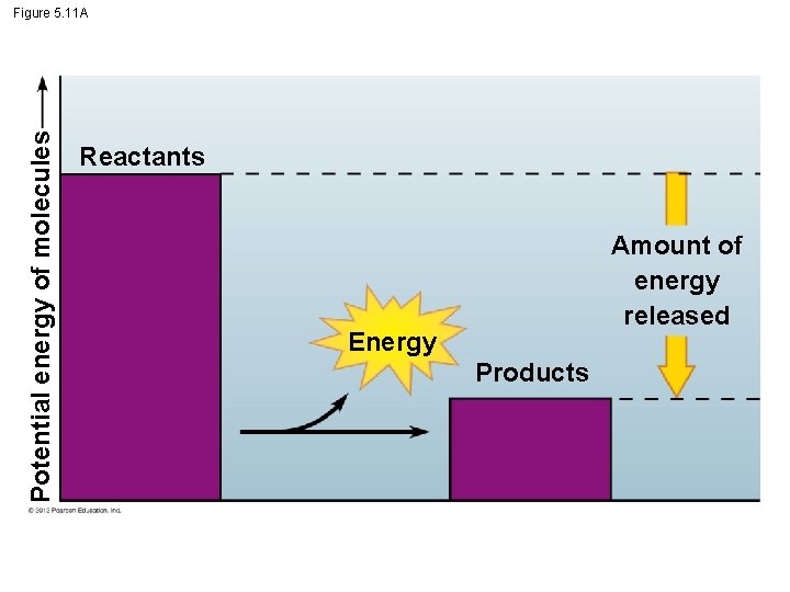 Potential energy of molecules Figure 5. 11 A Reactants Amount of energy released Energy