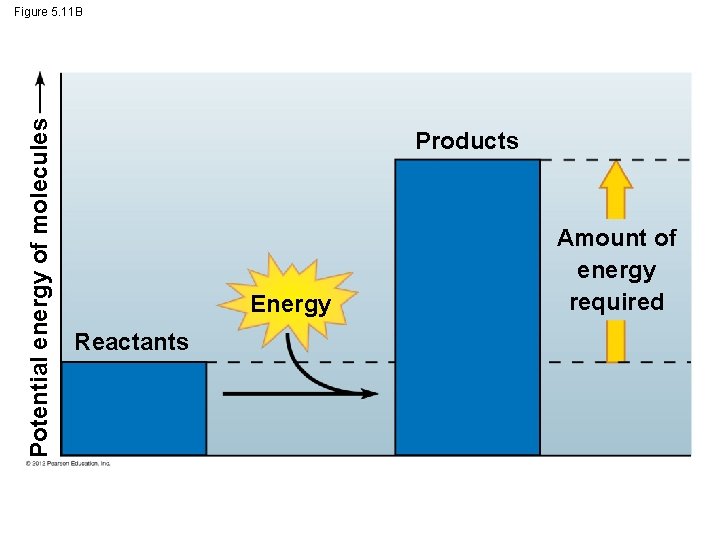 Potential energy of molecules Figure 5. 11 B Products Energy Reactants Amount of energy