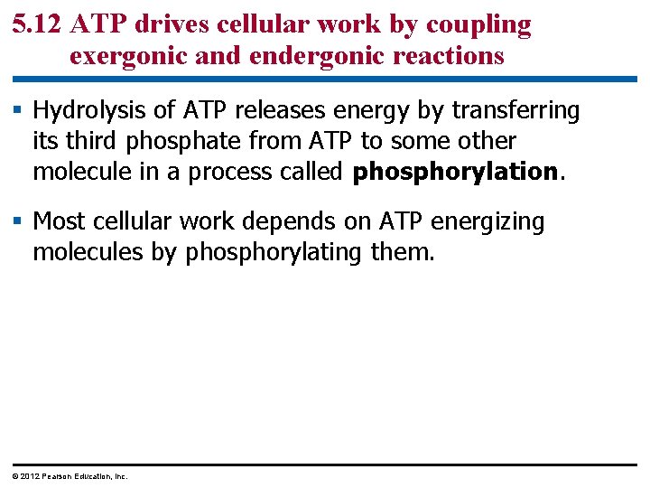 5. 12 ATP drives cellular work by coupling exergonic and endergonic reactions § Hydrolysis