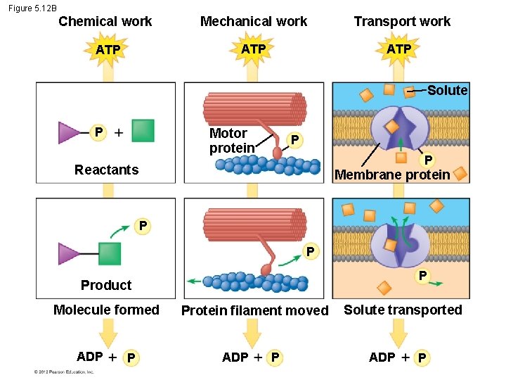 Figure 5. 12 B Chemical work Mechanical work Transport work ATP ATP Solute P