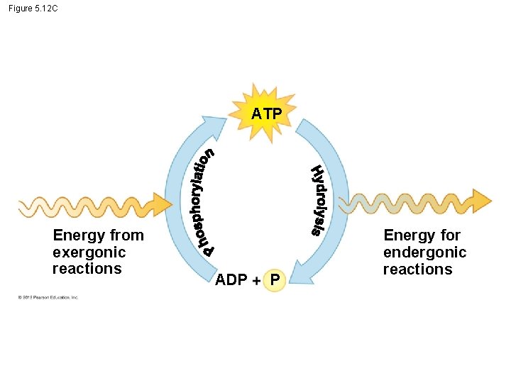 Figure 5. 12 C ATP Energy from exergonic reactions ADP P Energy for endergonic