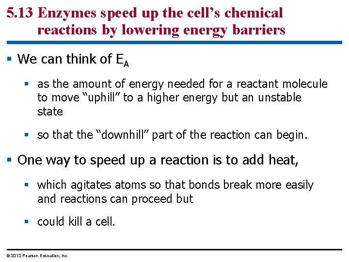 5. 13 Enzymes speed up the cell’s chemical reactions by lowering energy barriers §