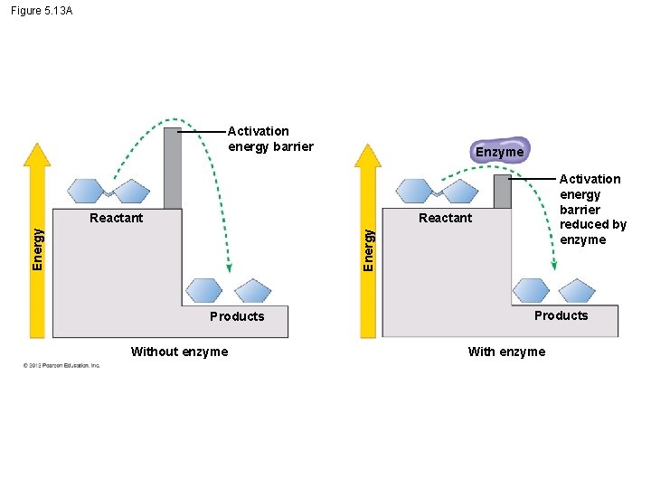 Figure 5. 13 A Activation energy barrier Enzyme Activation energy barrier reduced by enzyme