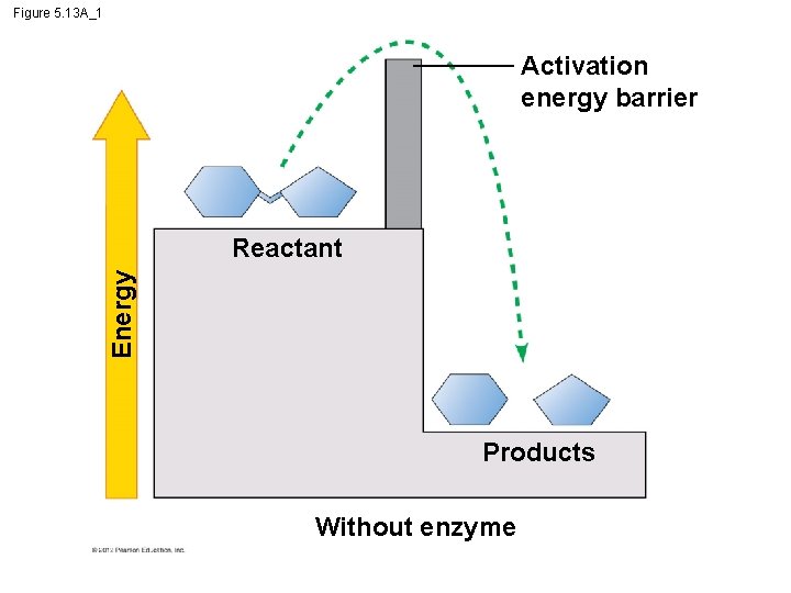 Figure 5. 13 A_1 Activation energy barrier Energy Reactant Products Without enzyme 