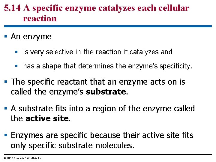 5. 14 A specific enzyme catalyzes each cellular reaction § An enzyme § is