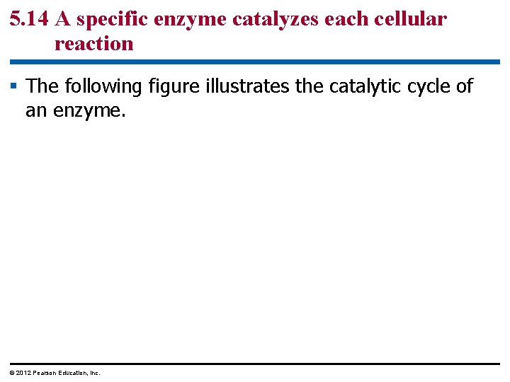 5. 14 A specific enzyme catalyzes each cellular reaction § The following figure illustrates