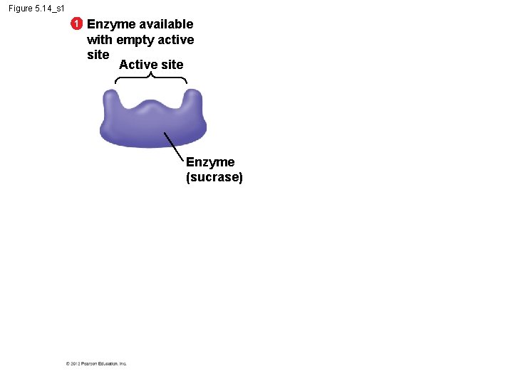 Figure 5. 14_s 1 1 Enzyme available with empty active site Active site Enzyme