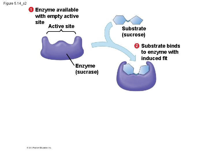 Figure 5. 14_s 2 1 Enzyme available with empty active site Active site Substrate