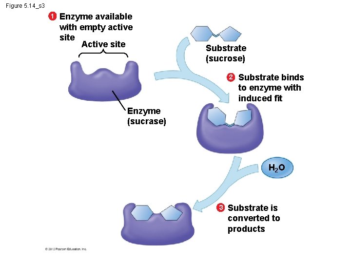 Figure 5. 14_s 3 1 Enzyme available with empty active site Active site Substrate