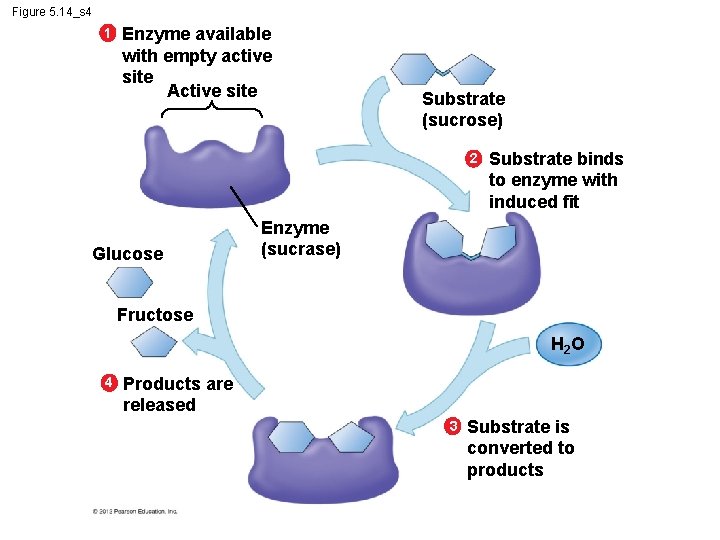Figure 5. 14_s 4 1 Enzyme available with empty active site Active site Substrate