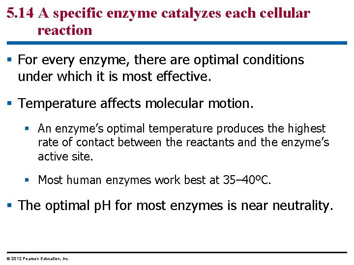 5. 14 A specific enzyme catalyzes each cellular reaction § For every enzyme, there