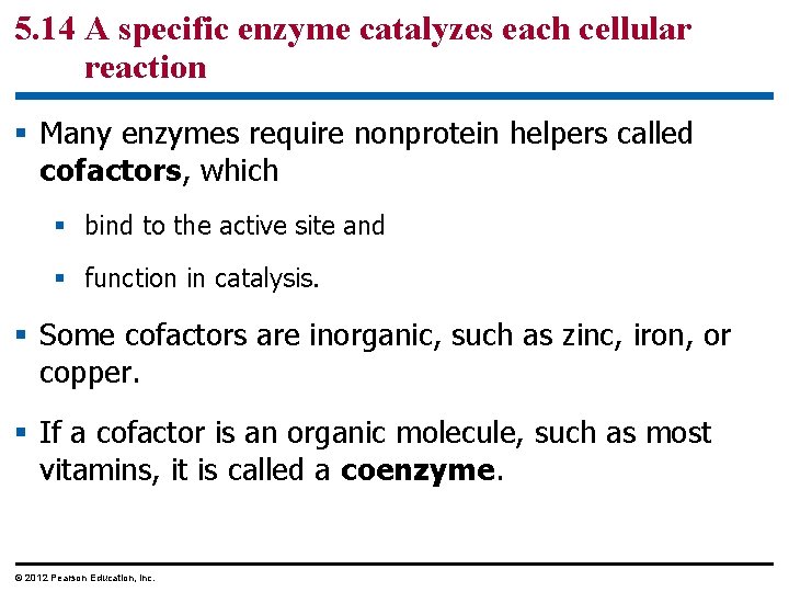 5. 14 A specific enzyme catalyzes each cellular reaction § Many enzymes require nonprotein
