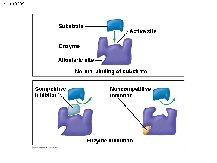 Figure 5. 15 A Substrate Active site Enzyme Allosteric site Normal binding of substrate