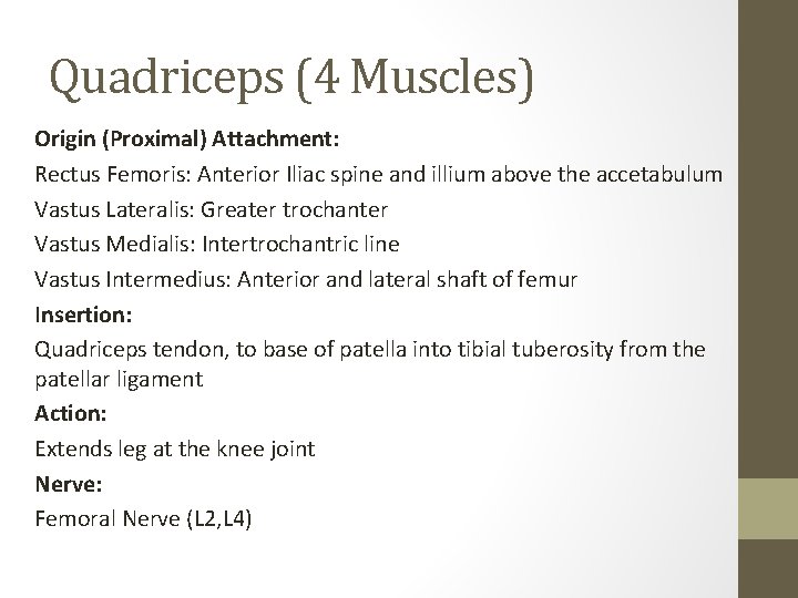 Quadriceps (4 Muscles) Origin (Proximal) Attachment: Rectus Femoris: Anterior Iliac spine and illium above