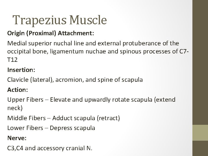 Trapezius Muscle Origin (Proximal) Attachment: Medial superior nuchal line and external protuberance of the