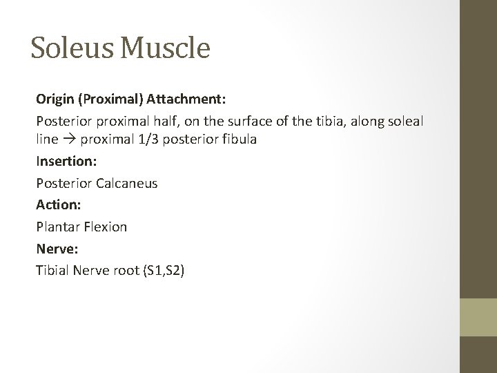 Soleus Muscle Origin (Proximal) Attachment: Posterior proximal half, on the surface of the tibia,