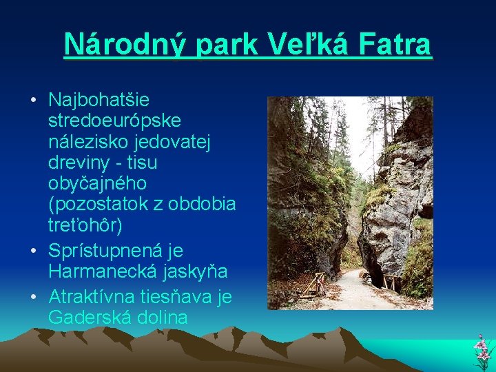 Národný park Veľká Fatra • Najbohatšie stredoeurópske nálezisko jedovatej dreviny - tisu obyčajného (pozostatok