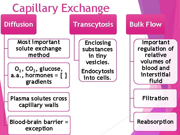 Capillary Exchange Diffusion Most important solute exchange method O 2, CO 2, glucose, a.
