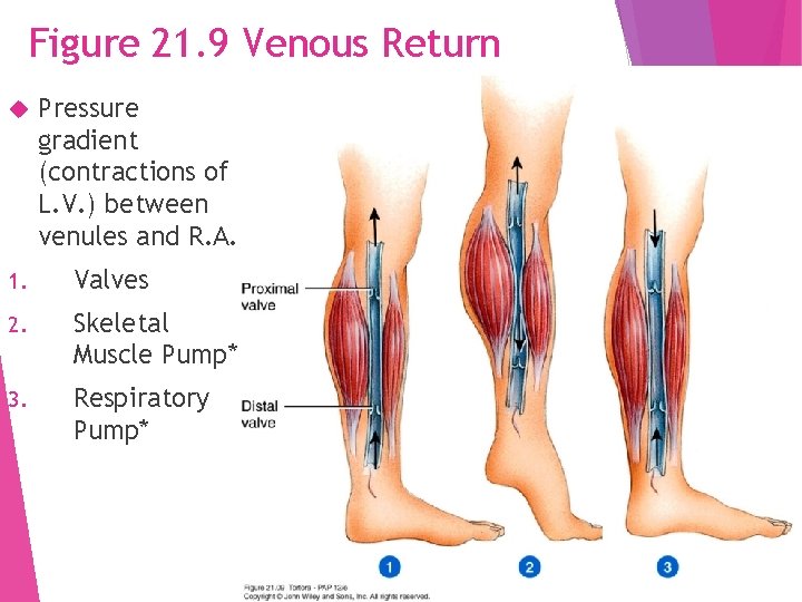 Figure 21. 9 Venous Return Pressure gradient (contractions of L. V. ) between venules