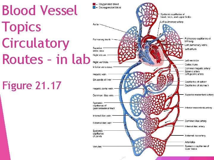 Blood Vessel Topics Circulatory Routes – in lab Figure 21. 17 