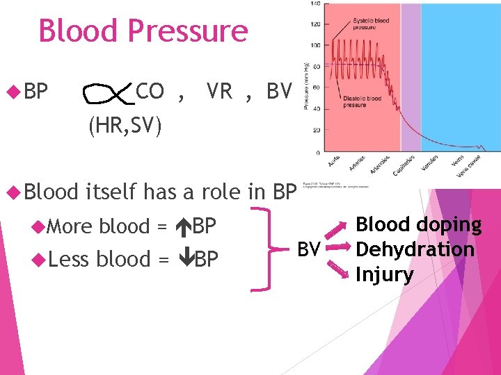 Blood Pressure BP CO , VR , BV (HR, SV) Blood itself has a