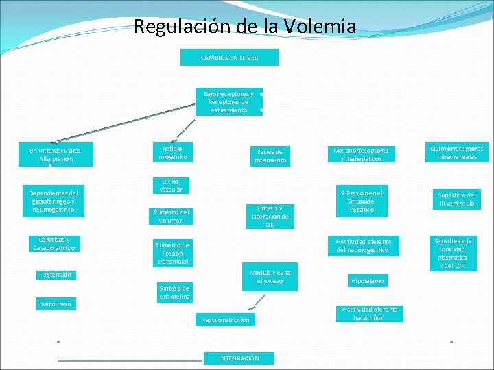 Regulación de la Volemia CAMBIOS EN EL VEC Barorreceptores y Receptores de estiramiento Br.