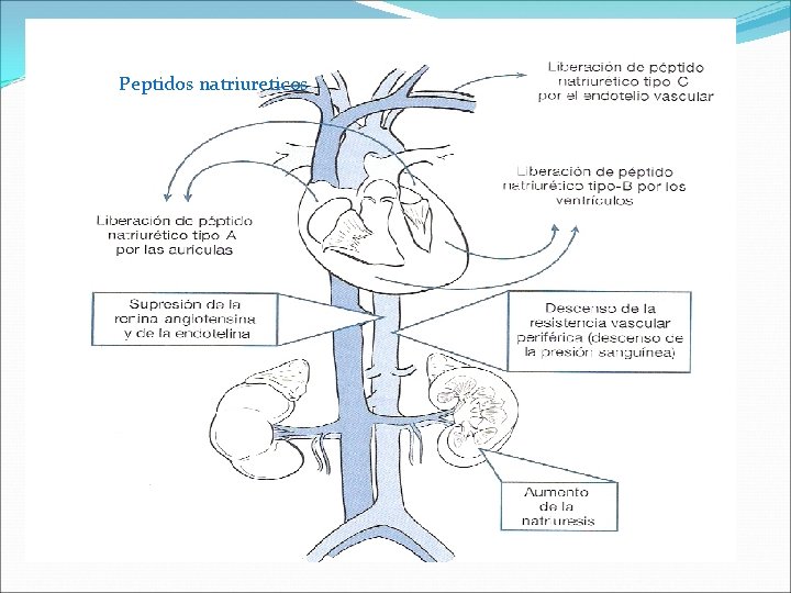 Peptidos natriureticos 