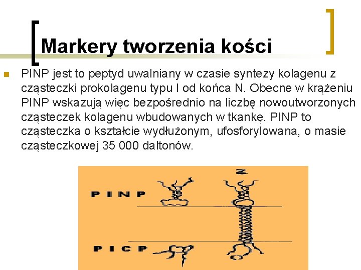 Markery tworzenia kości n PINP jest to peptyd uwalniany w czasie syntezy kolagenu z