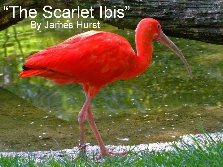 “The Scarlet Ibis” By James Hurst 