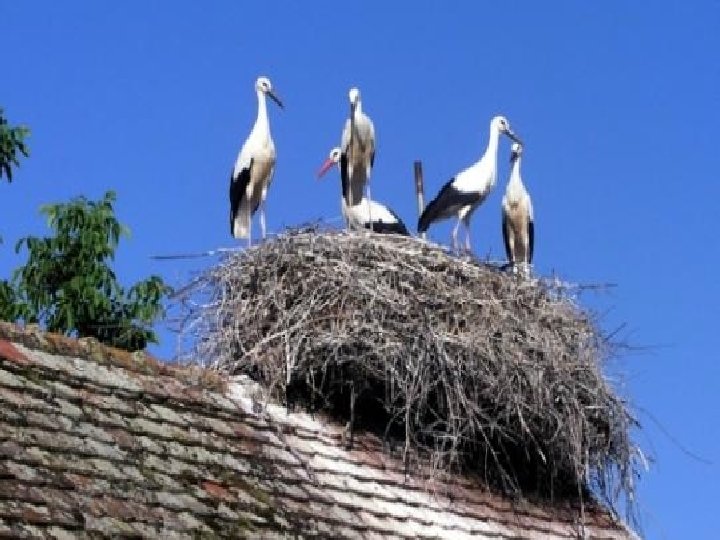 Močvare u Hrvatskoj • • • Lonjsko Polje u središnjem dijelu toka Save poplavno