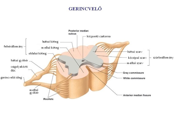 GERINCVELŐ 