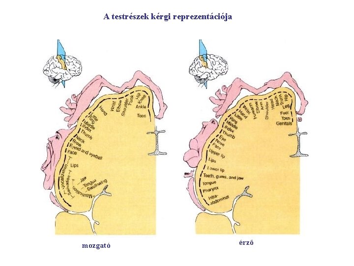 A testrészek kérgi reprezentációja mozgató érző 