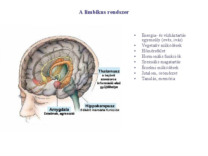 A limbikus rendszer • • Energia- és vízháztartás egyensúly (evés, ivás) Vegetatív működések Hőmérséklet