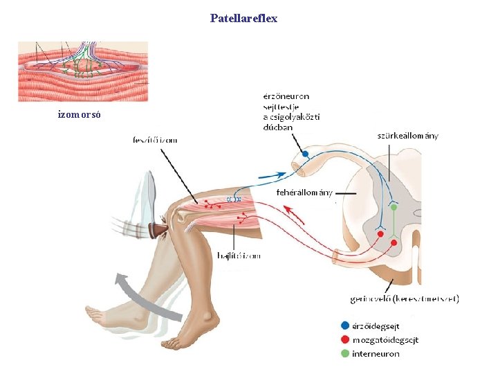 Patellareflex izomorsó 