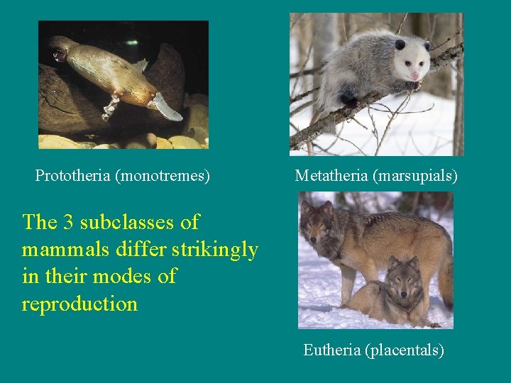 Prototheria (monotremes) Metatheria (marsupials) The 3 subclasses of mammals differ strikingly in their modes