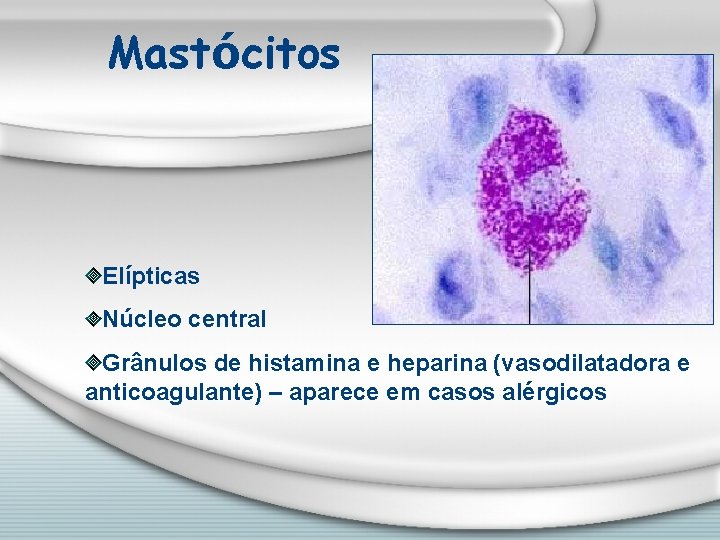 Mastócitos Elípticas Núcleo central Grânulos de histamina e heparina (vasodilatadora e anticoagulante) – aparece