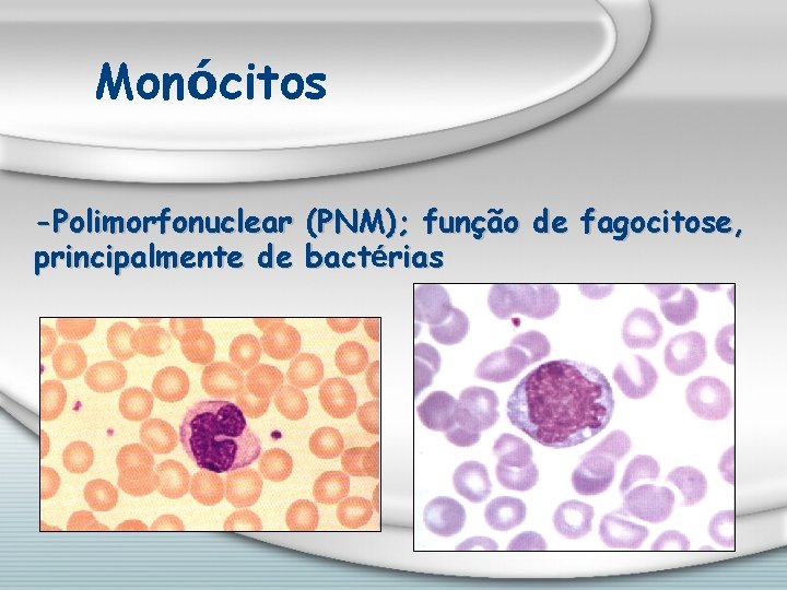 Monócitos -Polimorfonuclear principalmente de (PNM); função de fagocitose, bactérias 