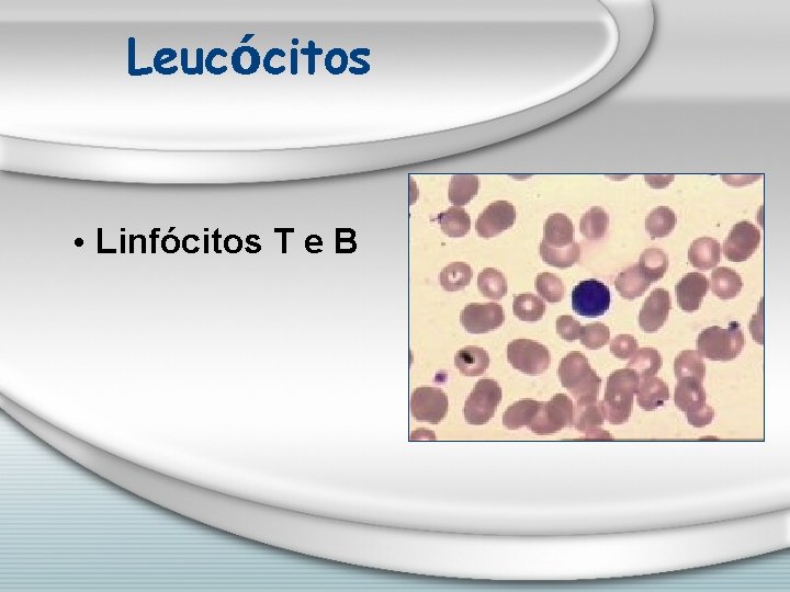 Leucócitos • Linfócitos T e B 