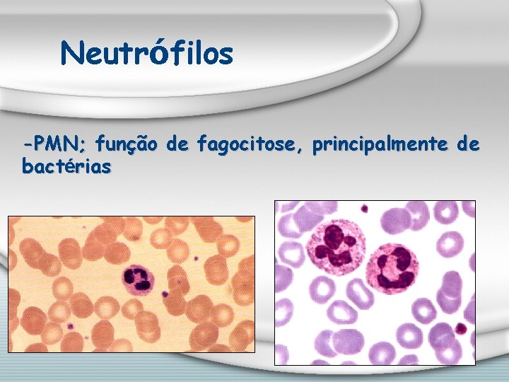 Neutrófilos -PMN; função de fagocitose, principalmente de bactérias 