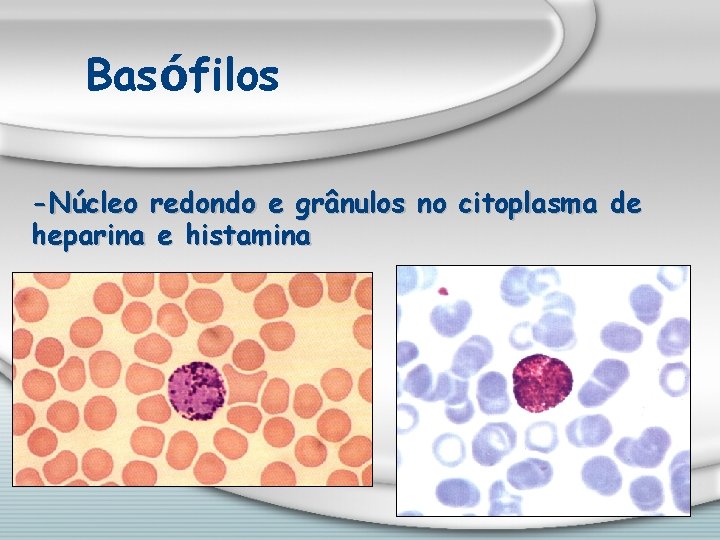 Basófilos -Núcleo redondo e grânulos no citoplasma de heparina e histamina 