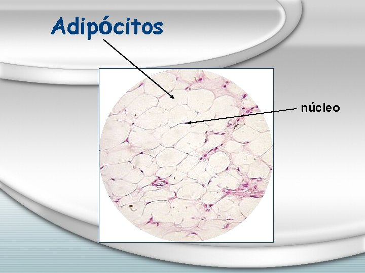 Adipócitos núcleo 