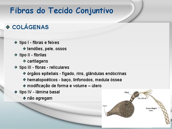 Fibras do Tecido Conjuntivo COLÁGENAS tipo I - fibras e feixes tendões, pele, ossos