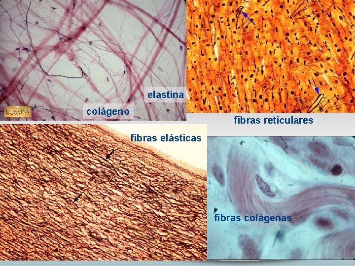 elastina colágeno fibras reticulares fibras elásticas fibras colágenas 